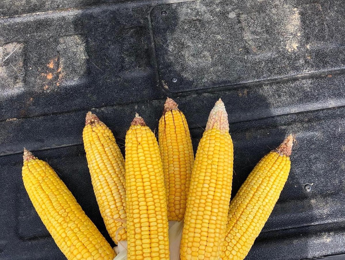 RevereSeed's tweet photo. In the field with #RevereSeed dealer, Shepherd & Sons Seed LLC, walking two strip trial plots. Nothing but excitement to see how these hybrids will finish! #RevereCorn #prettycorn #plotcheck https://t.co/NO0Up5M8yt