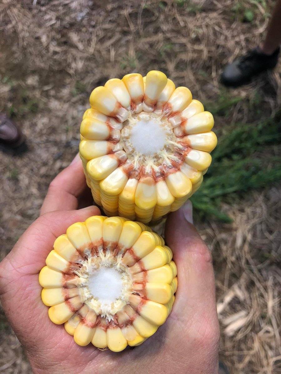 RevereSeed's tweet photo. In the field with #RevereSeed dealer, Shepherd & Sons Seed LLC, walking two strip trial plots. Nothing but excitement to see how these hybrids will finish! #RevereCorn #prettycorn #plotcheck https://t.co/NO0Up5M8yt