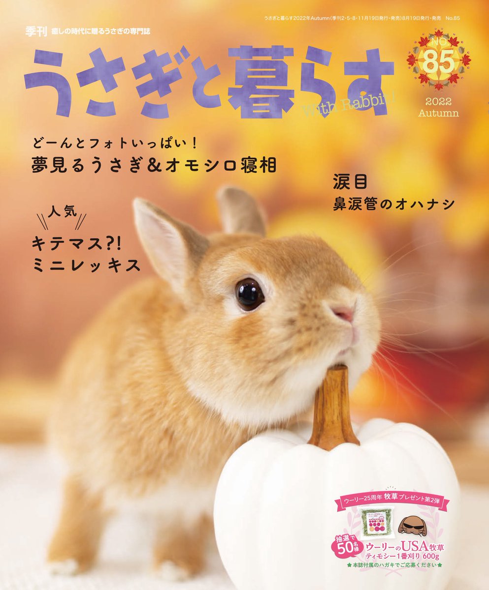 うさぎと暮らす 編集部 Usakurastaff Twitter うさぎと暮らす 編集部 Usakurastaff Twitter