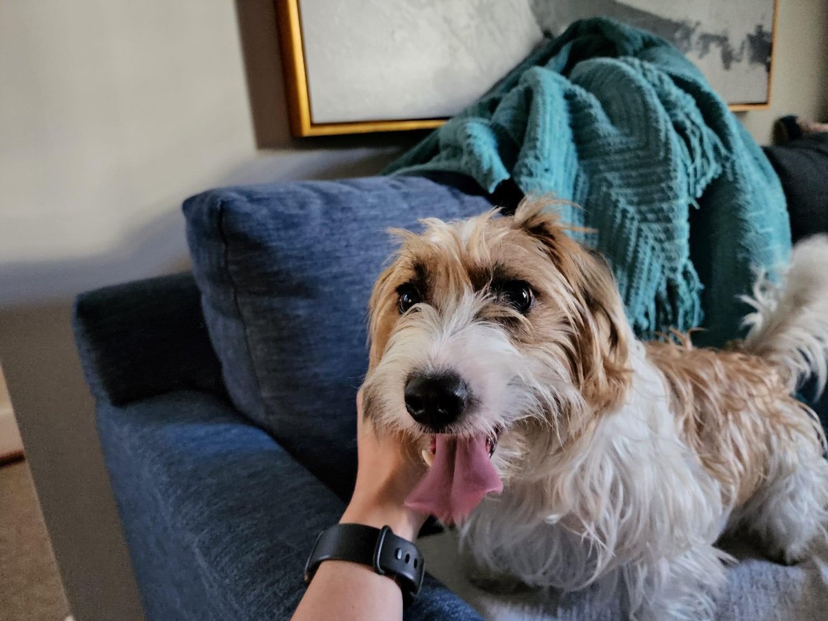 LinzCHarrison's tweet photo. My friend found this little one at R and 15th NW with no tags. If you recognize the pup, can you please comment here and I will put you in touch? DC friends please circulate widely so we can find their family! #lostdog #DC https://t.co/1PZVDgJj4k
