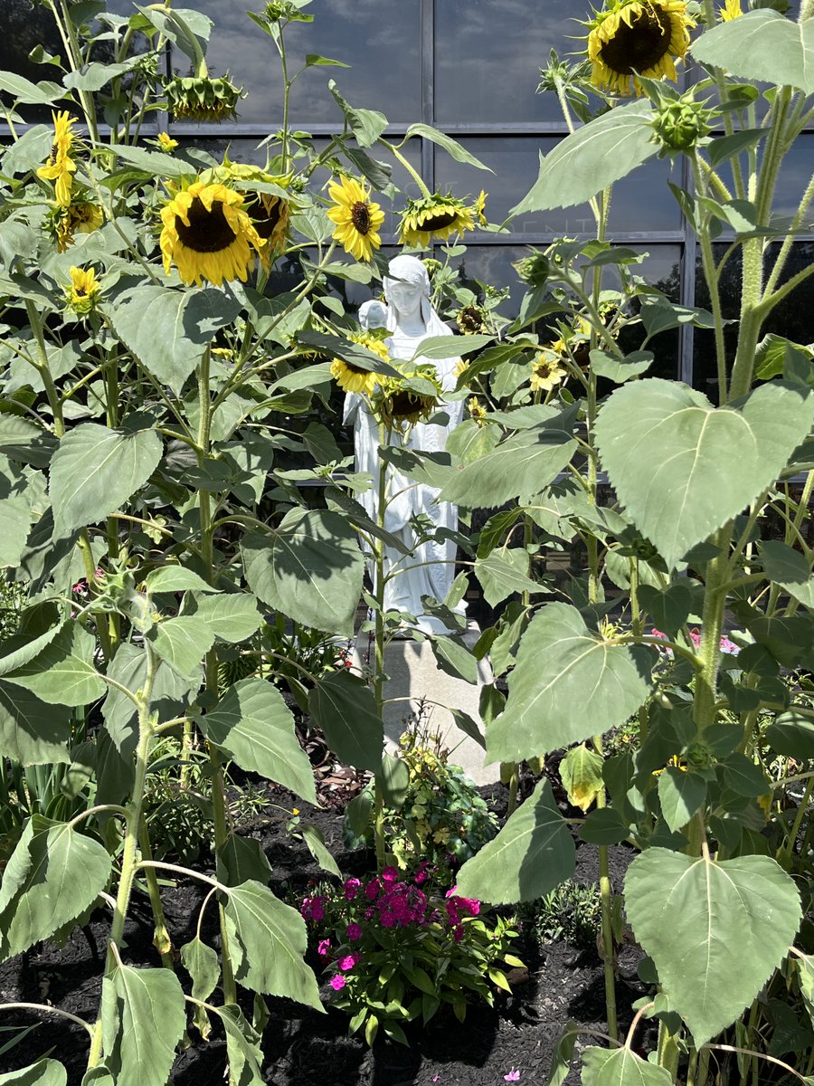 hilbertreligion's tweet photo. There's a #MaryGarden in there, honest. https://t.co/uwzilS6QEv