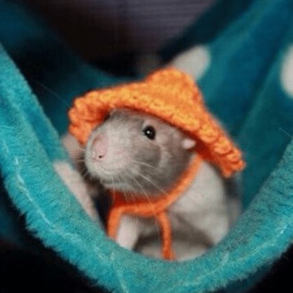 LegalizeRats's tweet photo. rat fashion https://t.co/JgYkLRQpcP