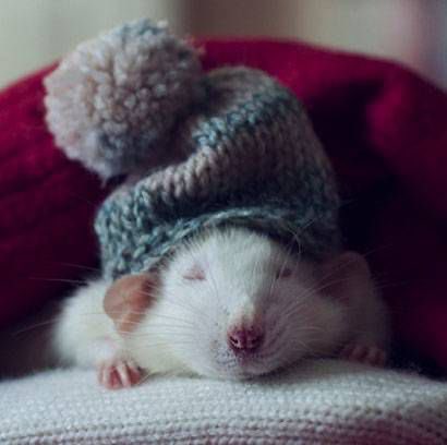 LegalizeRats's tweet photo. rat fashion https://t.co/JgYkLRQpcP