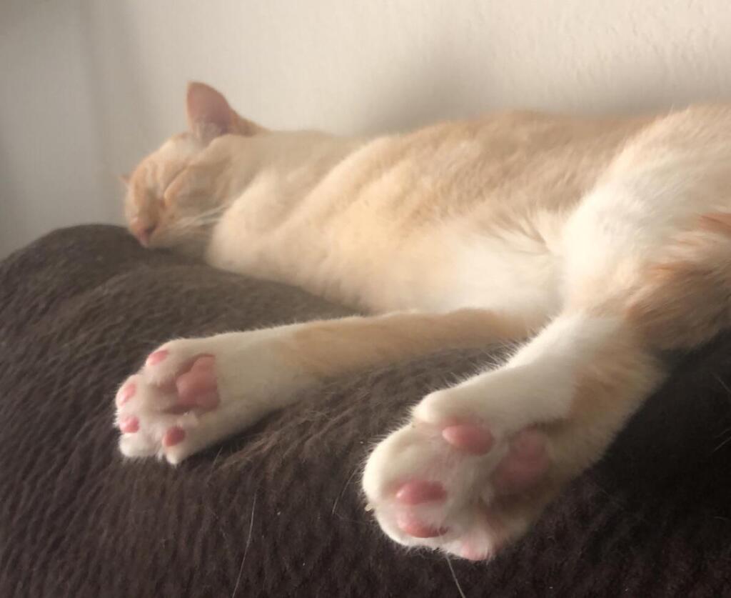 Jelly Bean Toes 🐾 on Twitter "Bumper’s beans via