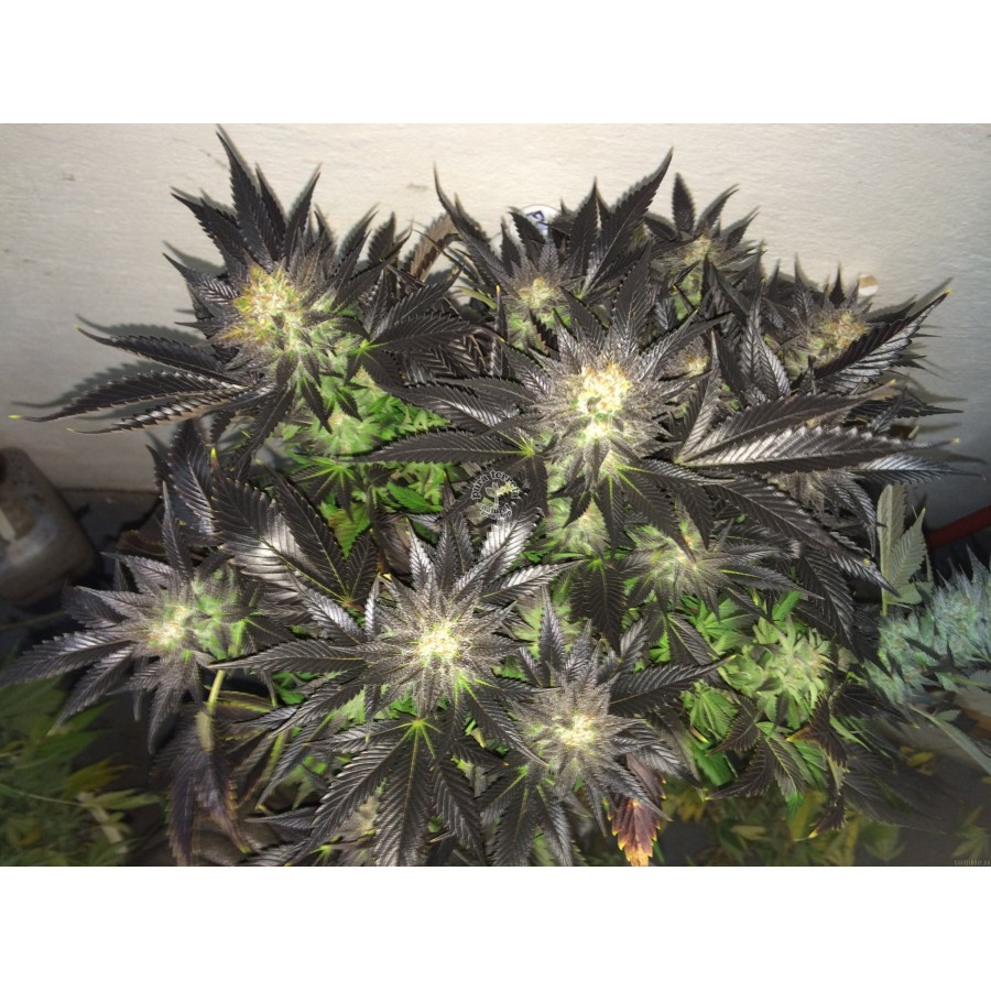 NugDatabase's tweet photo. #Strain of the day: #ESPG Erdbeer x Sweet Pink Grapefruit

A #Strong 🐃 #Stony hitter that tastes like #Grapefruit 🍊and #Strawberries 🍓 Enjoy this #Sativa dominant strain #Everywhere 🌎

https://t.co/9oOt5dXZYw

#CannabisCulture #WeedLovers #StonerFam #StrainOfTheDay https://t.co/jl8Y202fzF