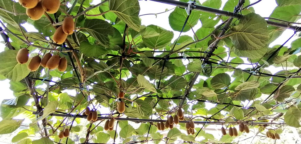 家庭果樹 Twitter Search Twitter