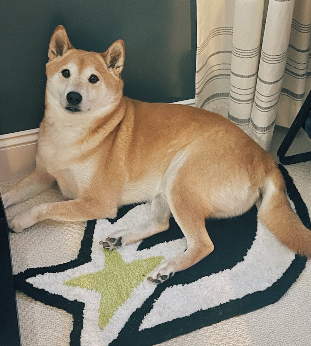 blakecissel's tweet photo. After today’s roster announcement, I came upstairs to find Lupin on the @OpTicTexas rug. 

This is an undeniable sign of success and prosperity 🐕

RT for good fortune for the #OpTicTexas 22’/23’ season https://t.co/DzR36vKWLi