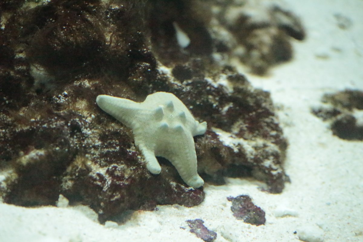 おはようございます コブヒトデ の様子をお届けします オーストラリア北西部 水槽 おうちでかさりん Tslp R 江戸川区 江戸川区民ニュース おはようございます コブヒトデ の様子をお届けします オーストラリア北西部 水槽 おうちでかさりん Tslp R 江戸川区 江戸川区民ニュース