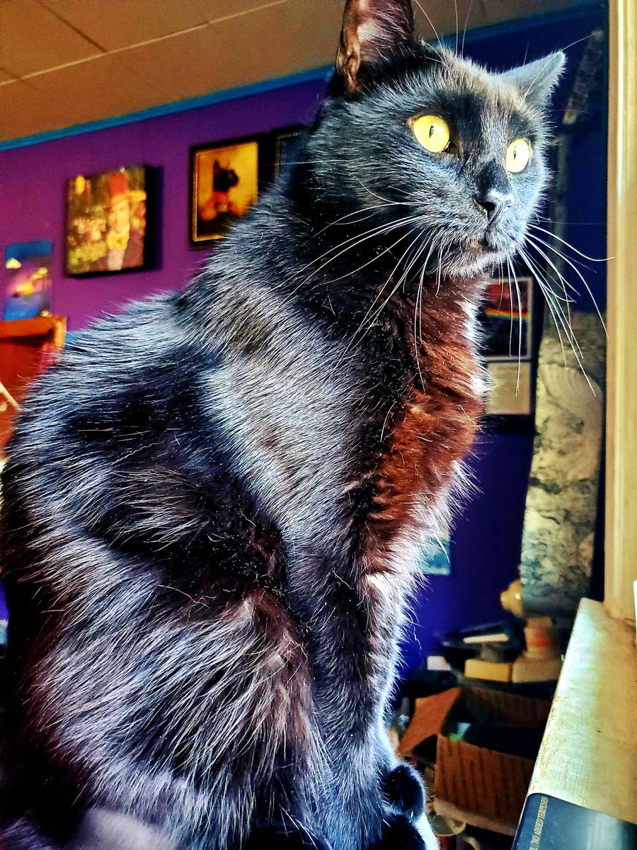 GhostKitteh's tweet image. Am herd is #BlackCatAppreciationDay &amp;amp; am jus wanna say to all my black coated kitteh furriends, I LOVES YOO ALL &amp;amp; WE ROCK! 🖤🤘🖤#CatsOfTwitter #BlackCat #AdoptDontShop #Cats #BlackCatsOfTwitter