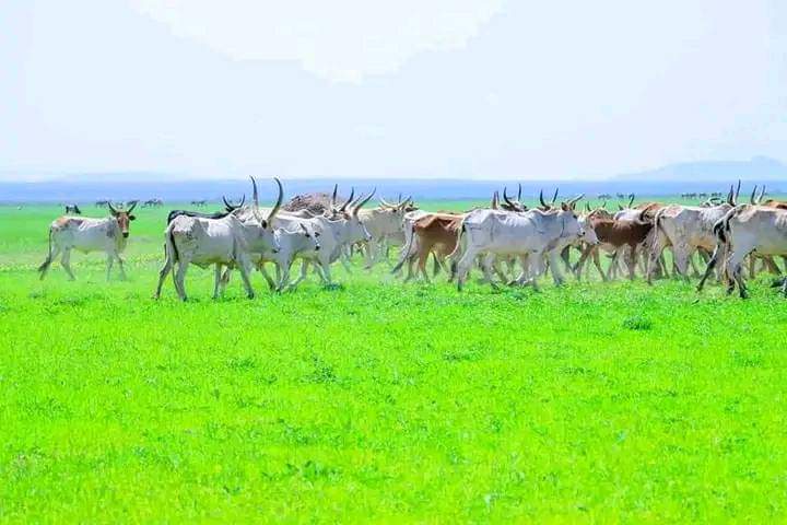 abdogimor's tweet photo. THIS is #Haruka woreda 
#Afar region #Ethiopia 
#AfarPrevails https://t.co/PQxb6rMpD4