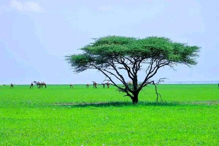 abdogimor's tweet photo. THIS is #Haruka woreda 
#Afar region #Ethiopia 
#AfarPrevails https://t.co/PQxb6rMpD4