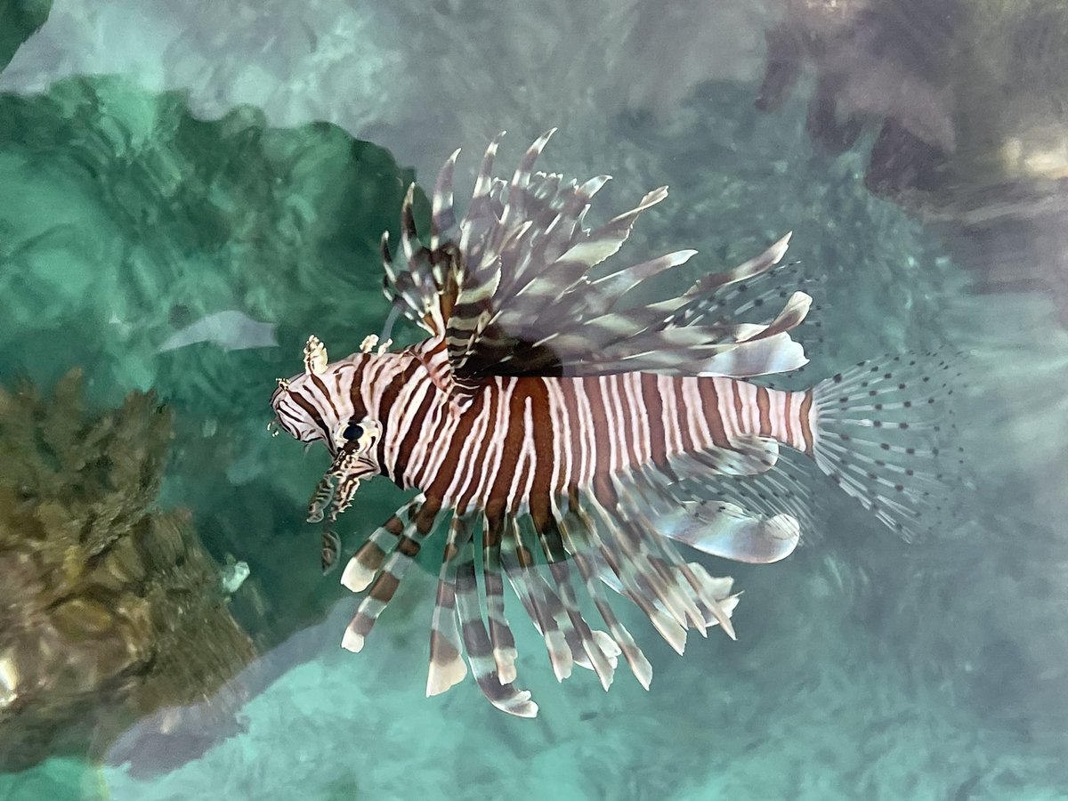 MilitaryTravel2's tweet photo. First time I’ve seen Lionfish sleeping near the surface. Closest I’ve even been to one without a spear. #lionfish #Indonesia #travel #rajaampat https://t.co/svUXHQkS3k