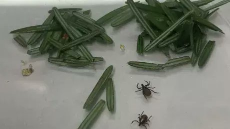 CBCNS's tweet photo. Balsam fir needles can kill ticks that cause Lyme disease, Dalhousie researcher finds https://t.co/gm4vfagBTN https://t.co/8Qh83gxrVd