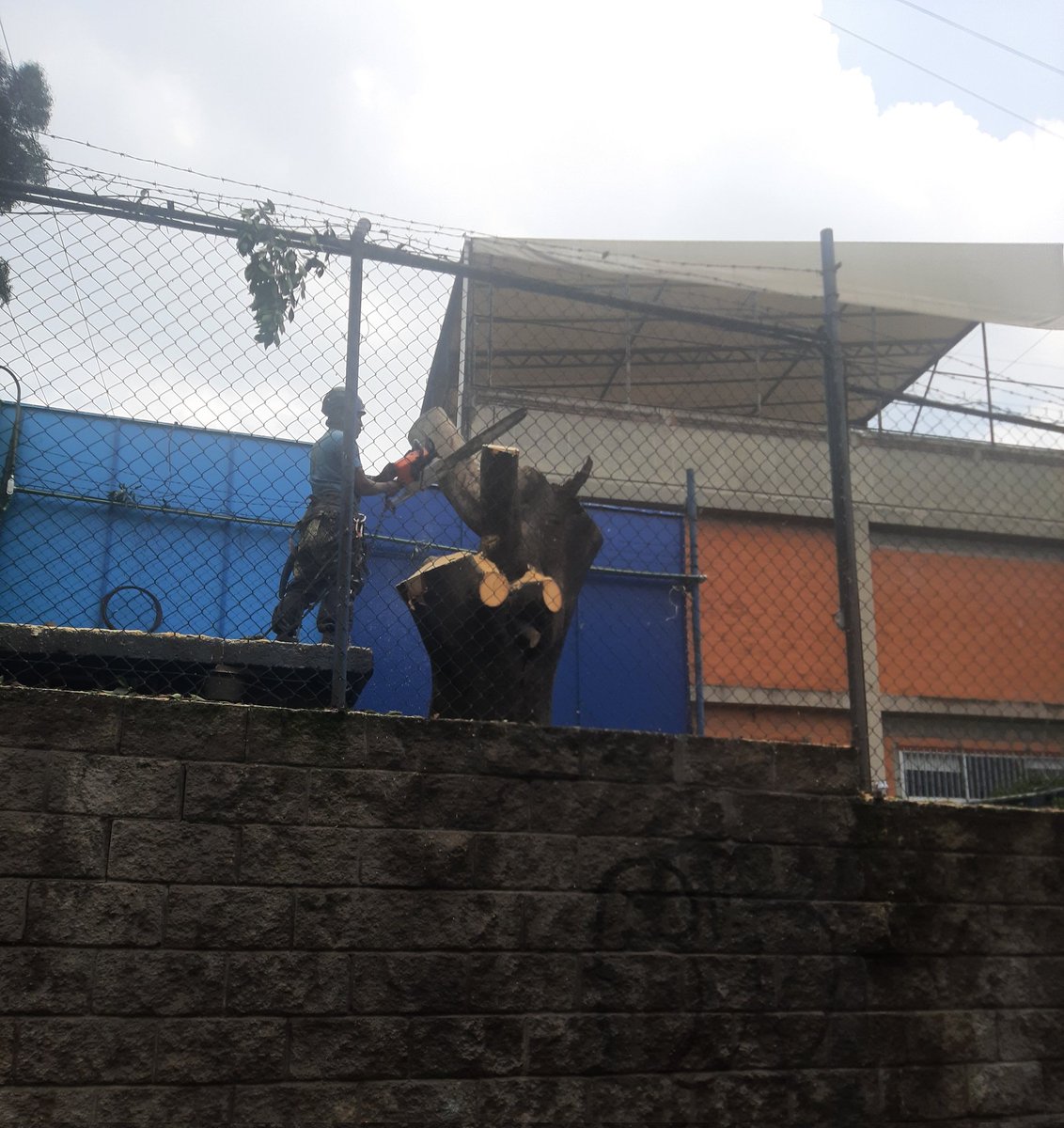 Herson_SR's tweet photo. Ahora estás, ahora ya no estás! Así de fácil es cortar un árbol grande y frondoso @colegiosenda en la @AlcaldiaAO de @lialimon - @PAOTmx @SEMARNAT_mx @GobCDMX @supercivicosmx @PROFEPA_Mx 🌳😔 https://t.co/mgrDxwVVHI