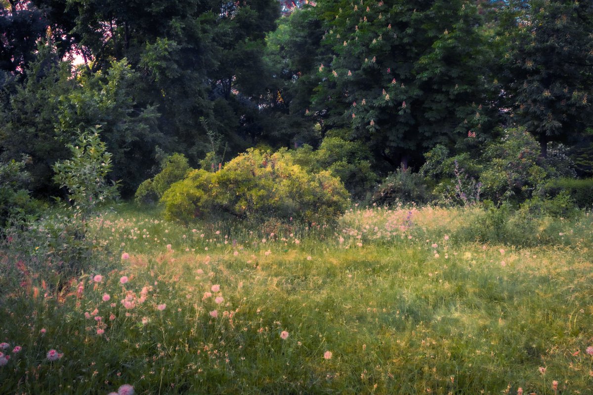 Getting lost in an old forest and finding yourself there