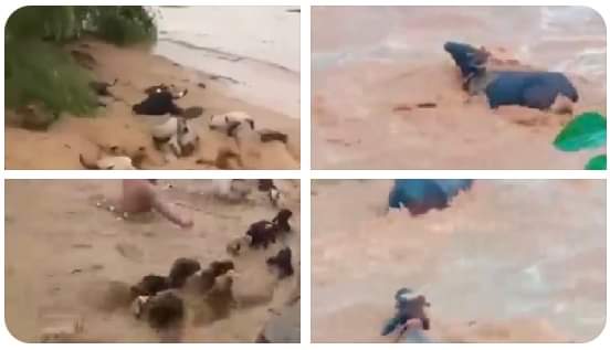 larab_raza's tweet photo. Nearly all of Taunsa's villages have been destroyed by catastrophic flooding, while the Govts. r occupied fighting each other for power. No organisation is conducting any rescue or relief efforts to help the flood victims in Taunsa &amp; South Punjab
#TaunsaNeedAttention 
#تون��ہ_بچاؤ https://t.co/QvX6FKDLbt