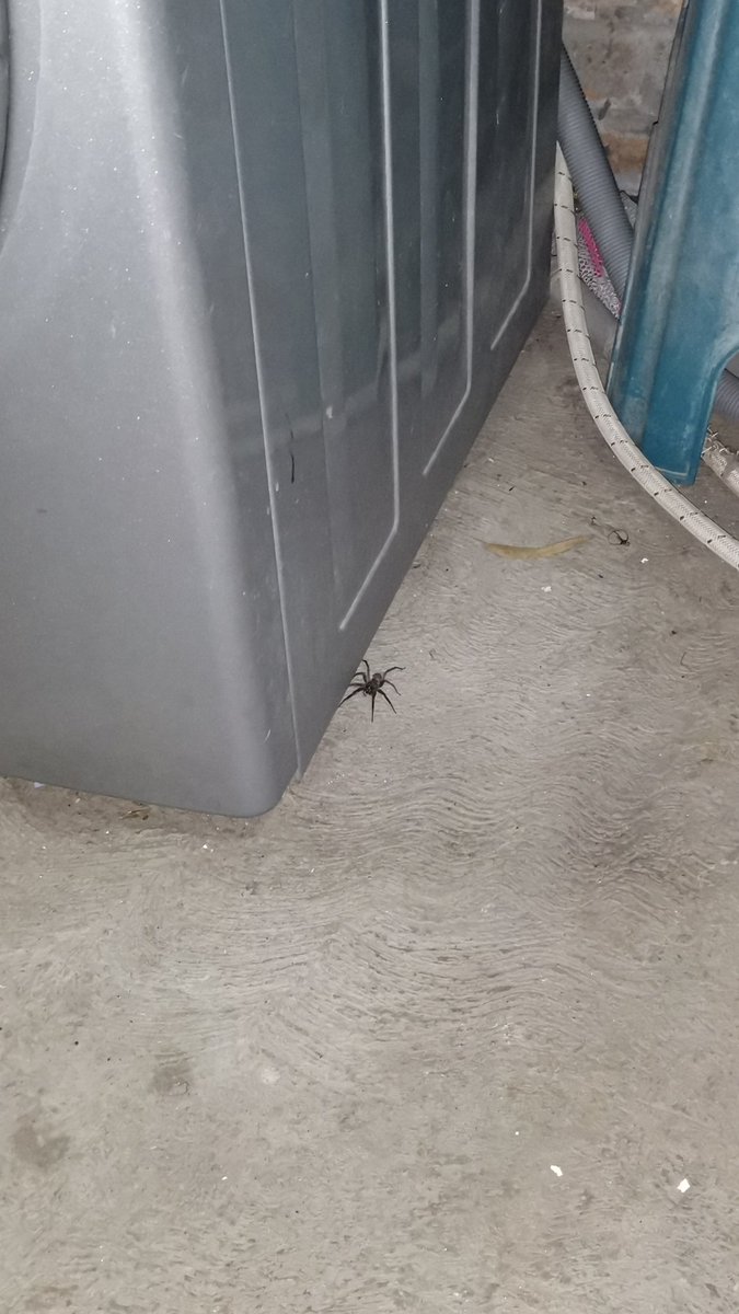 cortesszzzz's tweet photo. @Arachno_Cosas hola!!!!
Quisiera saber si ¿con estas fotos se puede saber el tipo de araña🤔?
Esto en Naucalpan y fue lo más cercano que pude tomarla porque me da mello 😆
Gracias!!! Eres lo máximo https://t.co/cBxHOmrifo