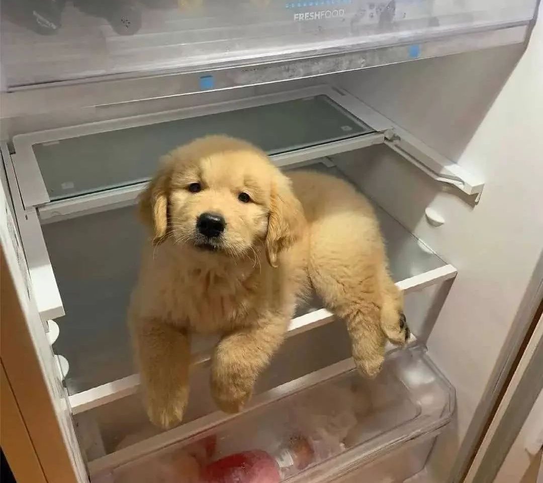 dinogodwhale's tweet photo. what do you think about this dog? https://t.co/jE84MdXksF