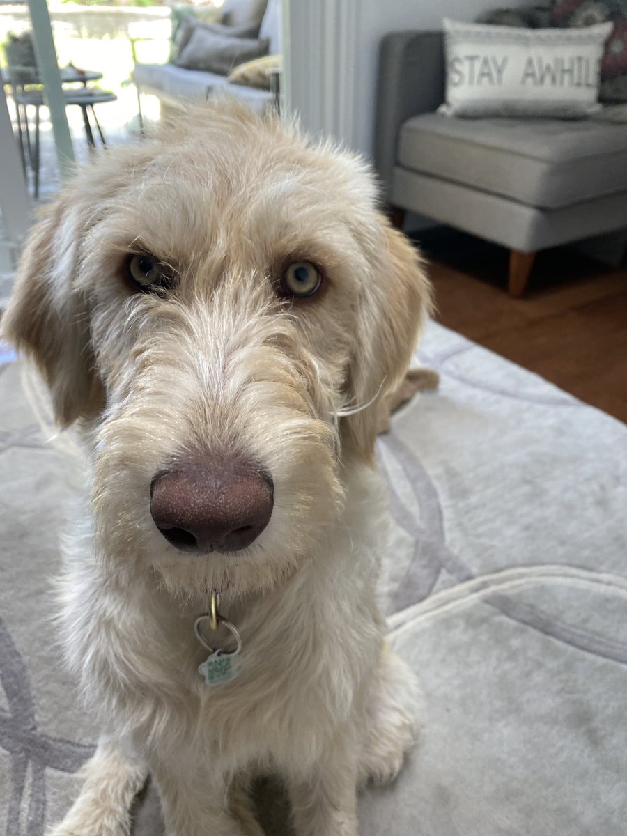 RosieOHDoodle's tweet photo. INNOCENT!!!!! I am one lucky #bitch. #innocentdogs https://t.co/3RrSkoiAlv