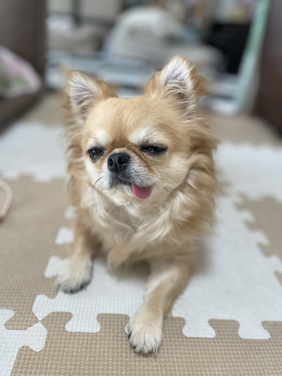 camp__mina's tweet photo. キャンプ行きたいから
犬を見て気持ちを鎮める。 https://t.co/FkOFkjmtIp