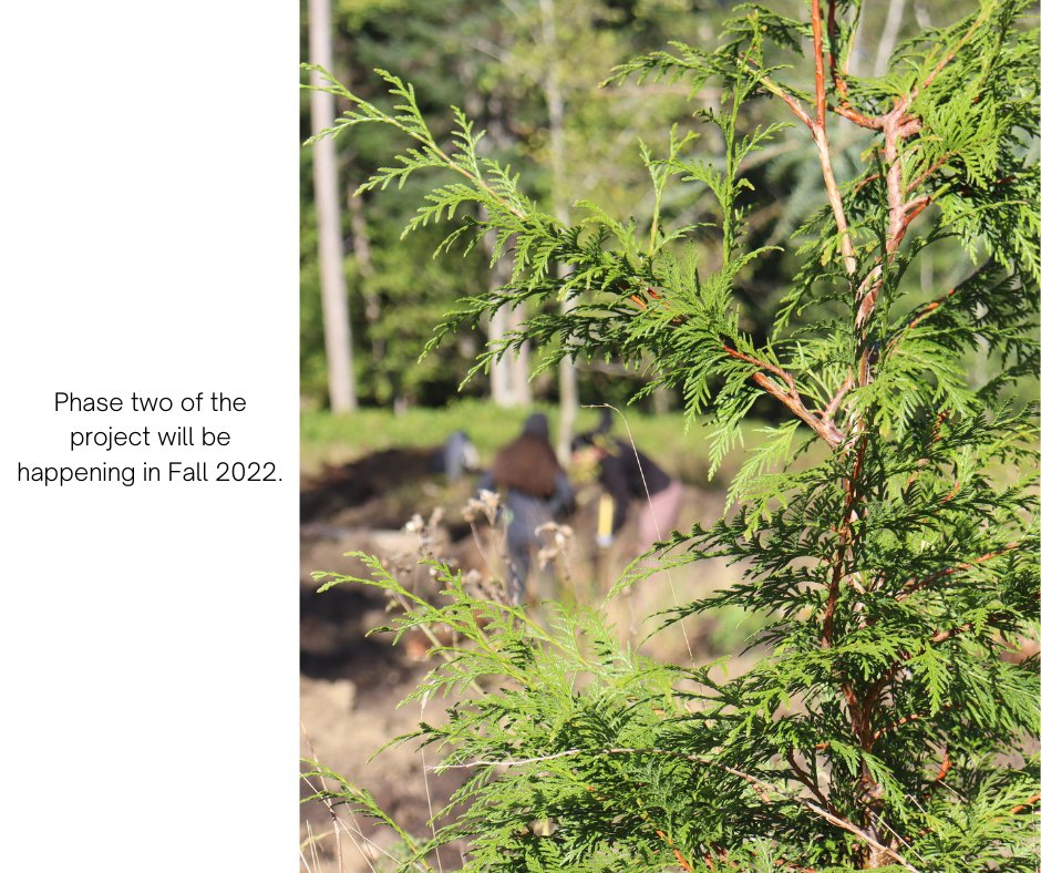 ConserveGaliano's tweet photo. We are looking for volunteers to help with planting, monitoring, and other various tasks during the second phase of restoring the Chrystal Creek Watershed. Contact restoration@galianoconservancy.ca if you are interested.

#Restoration #Wetlands #Galiano #GalianoIsland  #Volunteer https://t.co/ilI8MaTeR8