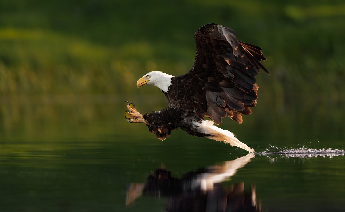 TodaysBaldEagle's tweet photo. (Photo by Harry Collins)
#wildlifephotography #nature #bloodpressurebreak #birdtwitter #baldeagle https://t.co/t8LkuTW4ed