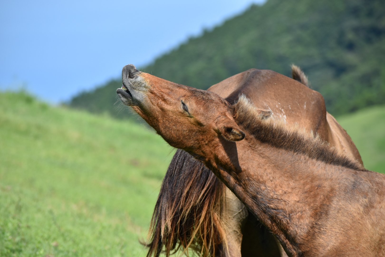 都井岬ファンクラブ Misakiuma Guide Twitter