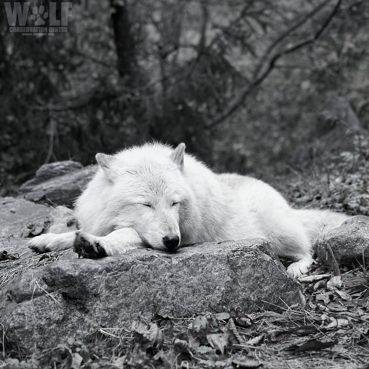 nywolforg's tweet photo. Rest - a new day brings new opportunities. https://t.co/3hujLIX99A