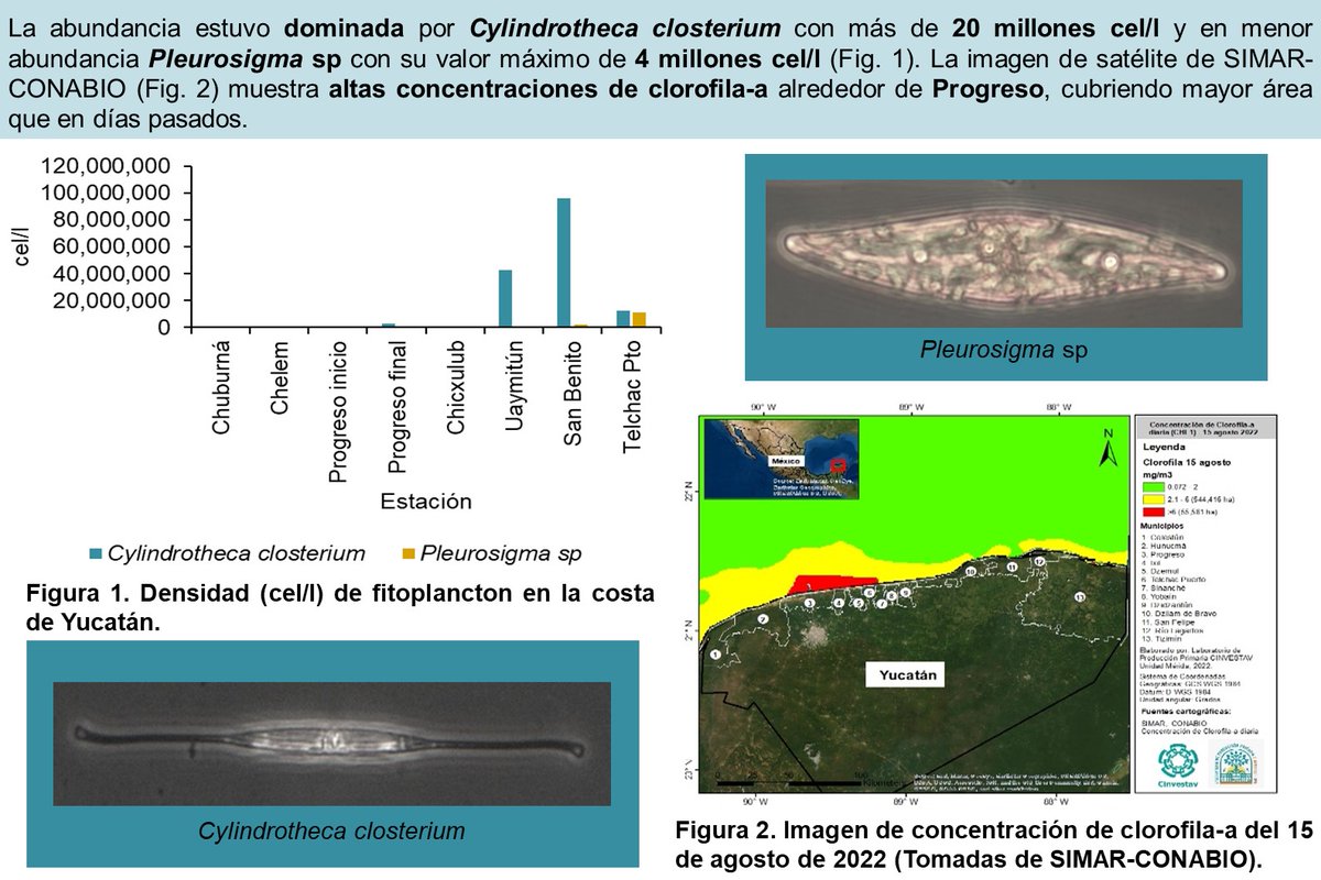 Laboratorio de Producción Primaria CINVESTAV tweet media