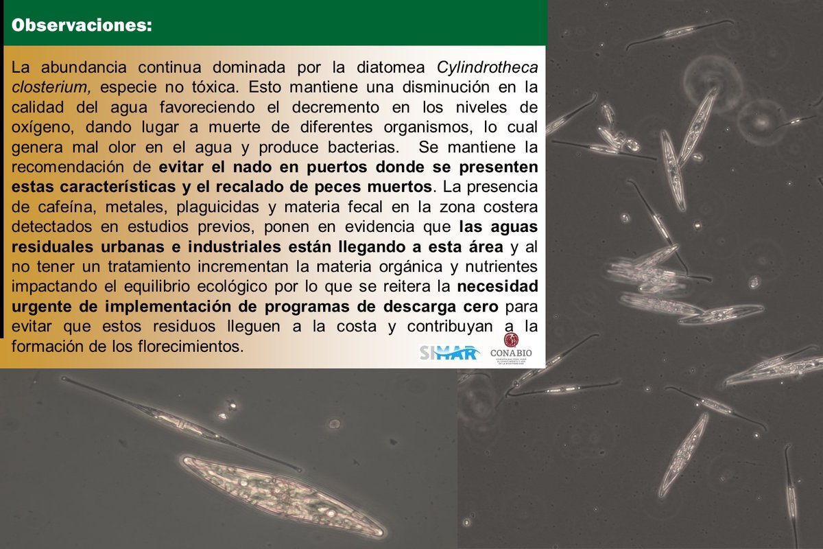 Laboratorio de Producción Primaria CINVESTAV tweet media