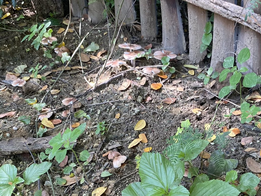 myochit485's tweet photo. Natural mushrooms https://t.co/lENkCD7vWv