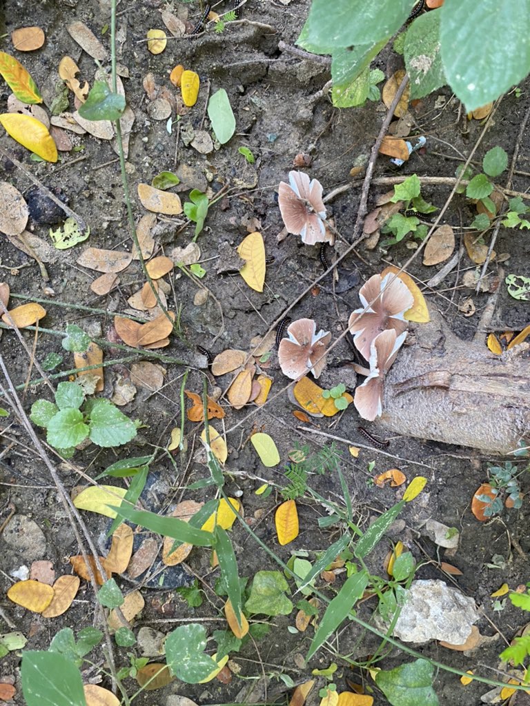 myochit485's tweet photo. Natural mushrooms https://t.co/lENkCD7vWv