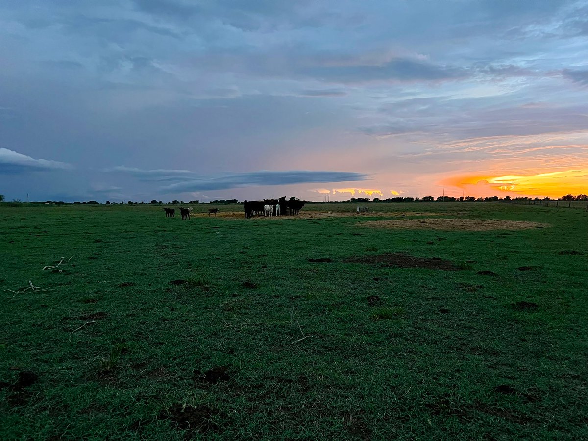 AgronomyOnTheGo's tweet photo. Hey pasture.
Green looks good on you.
#DroughtRelief
#RainFilter https://t.co/ZkQsfKJ8fa