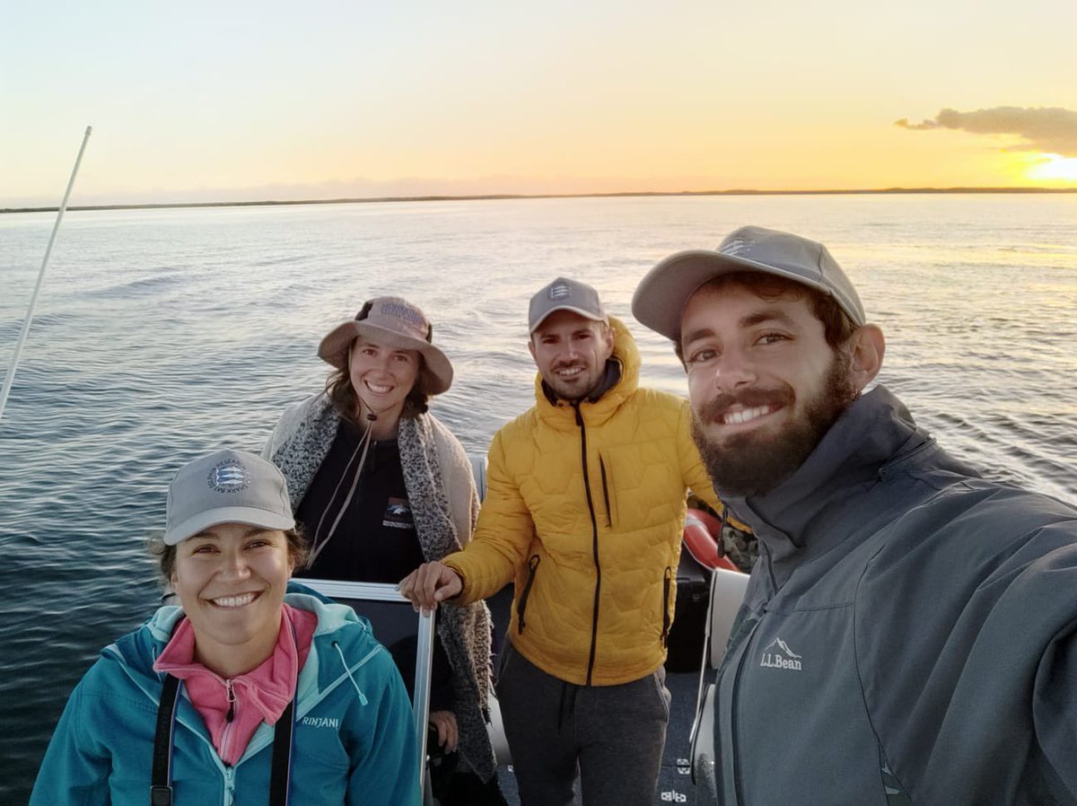 Shark Bay Dolphin Research tweet media