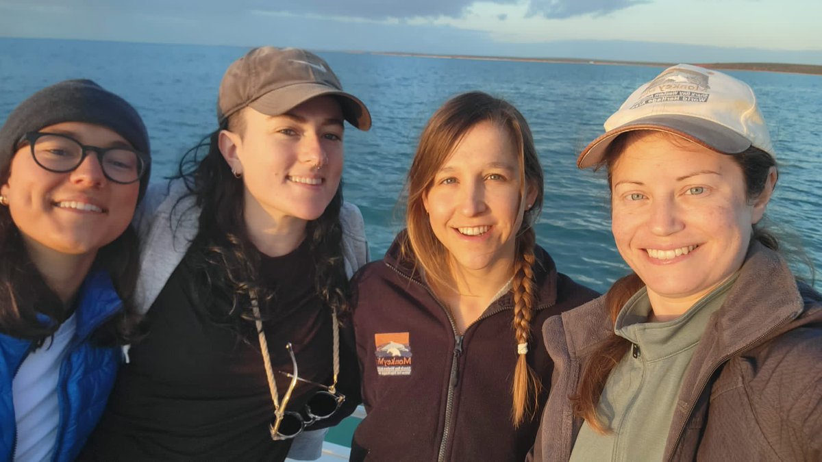 Shark Bay Dolphin Research tweet media