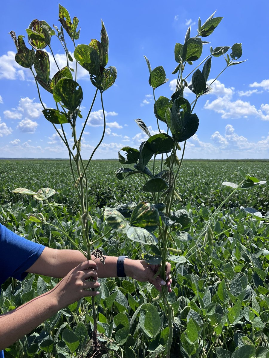 Onofre Lab tweet media