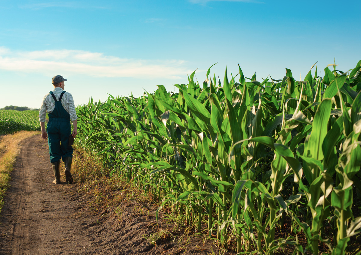 ISAAA Inc. tweet media