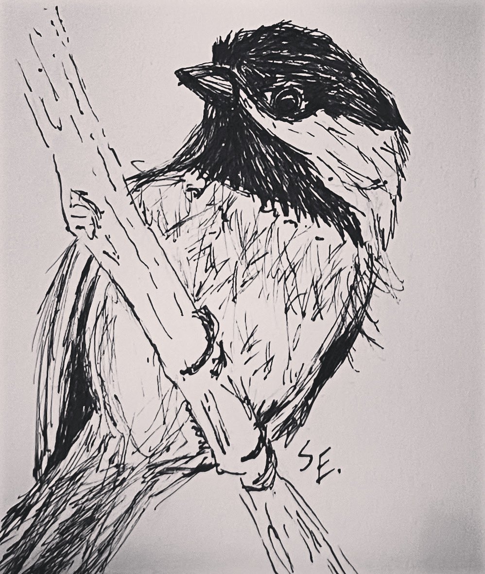 wistfulwhimsy's tweet photo. I drew this little chickadee on a card for my parents years ago. He recently re-emerged, so I thought I’d share him.

#chickadee #bird #birds #drawing #sketch #ink #inking #staedlermars #staedler #staedlerfineliner #fineliner #art #artistsontwitter https://t.co/xdJ0UbkaNK
