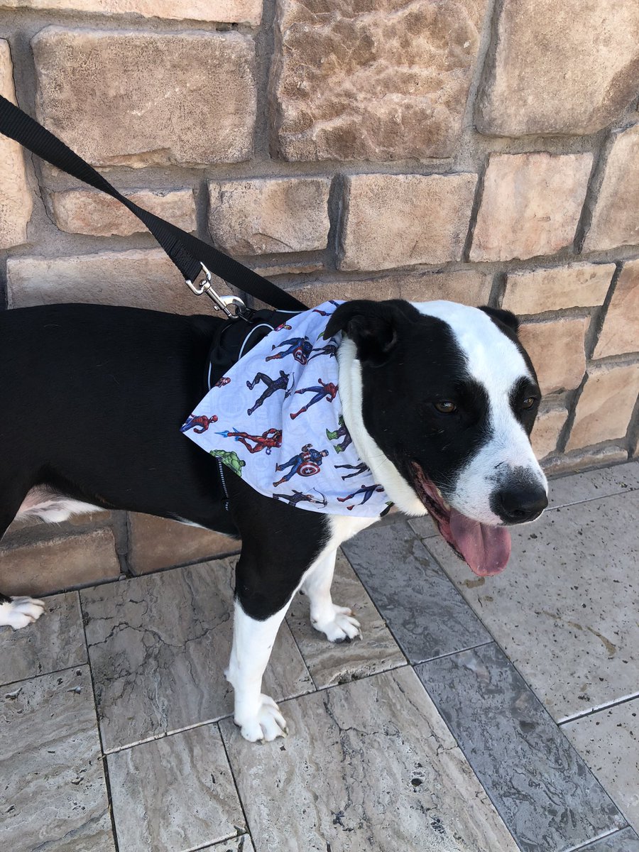 gordo_dog's tweet photo. I had some dental 🦷 work done today. I’m not feeling that good right now. But I wore my #Avengers bandana & I was a brave boy. #GordoTheDog #woof #BravePup https://t.co/PPQp9UCZlL