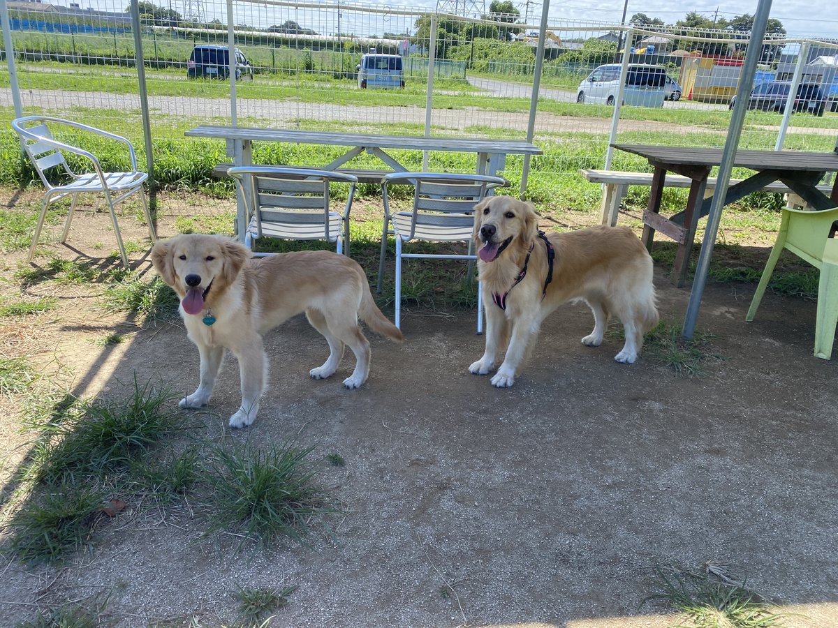 noah____0106's tweet photo. 松戸ドッグラン🐶 https://t.co/gu9ciXmdBt