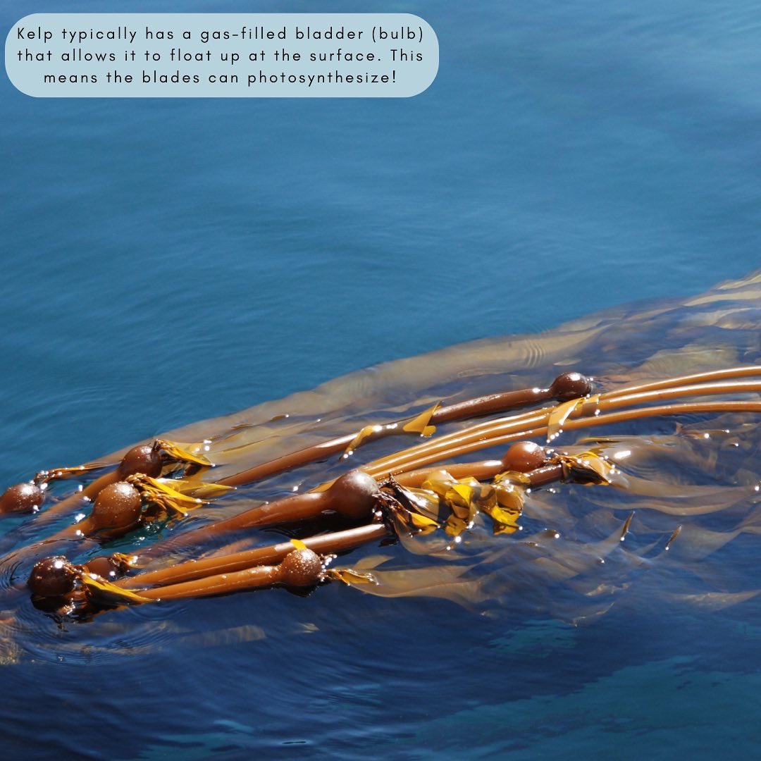 Ep 19 - Intro to Kelp with <a href="/_Tom_Campbell_/">Tom Campbell</a> is out now! Tom is the president &amp; founder of West Coast Kelp, a startup driven to enable large scale kelp restoration. We chat about kelp from the basics all the way up to lifecycles. Listen now! (Linktr.ee/Belowthetide) 🎧