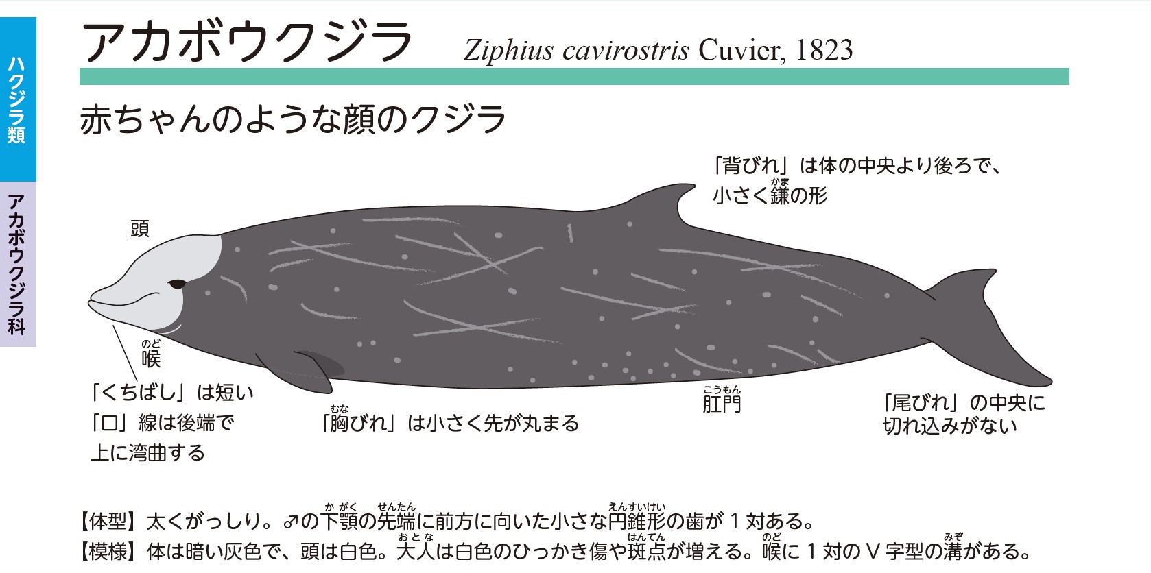 三重県総合博物館(MieMu) on Twitter