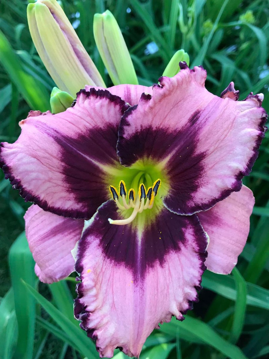 TattoodGardener's tweet photo. My second registration for 2022 has been submitted to the American Hemerocallis Society. Once the name has been approved this will be my 40th Registration. #daylily #hybridizer #thetattooedgardener https://t.co/c4H7tMXHjL