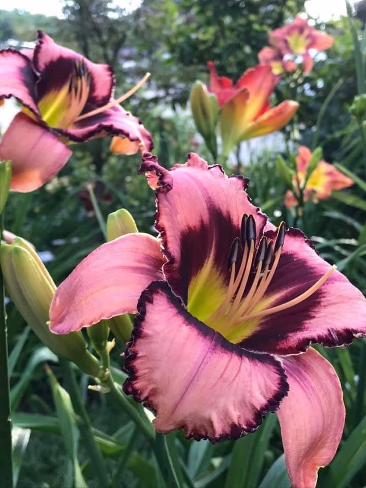 TattoodGardener's tweet photo. My second registration for 2022 has been submitted to the American Hemerocallis Society. Once the name has been approved this will be my 40th Registration. #daylily #hybridizer #thetattooedgardener https://t.co/c4H7tMXHjL