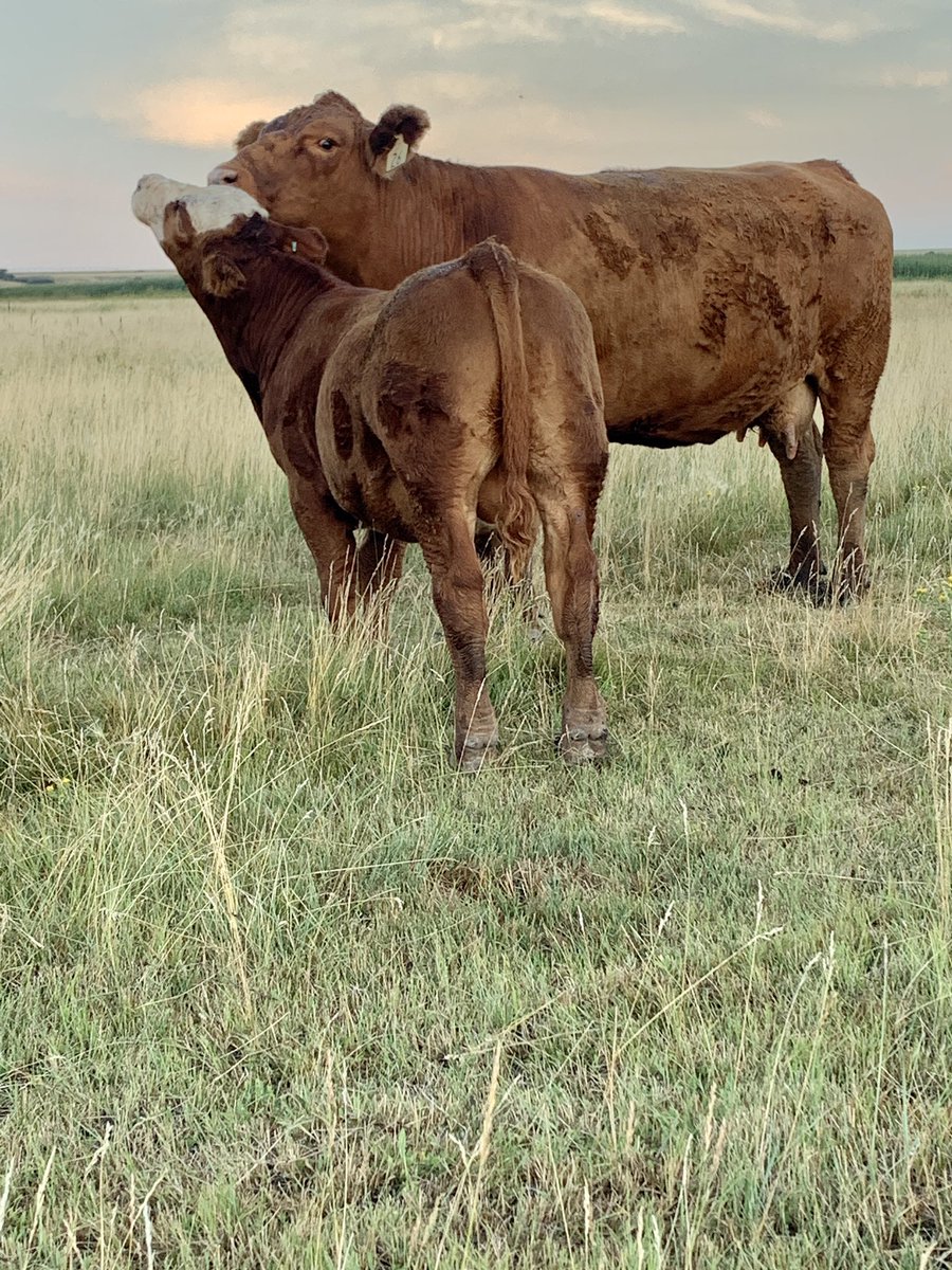 coleoliver_4's tweet photo. A couple of W/C Bankroll sons. Low birthweight and tons of growth watch for these two this spring in the 83 South Simmental bull sale. https://t.co/sbwuTSapaH
