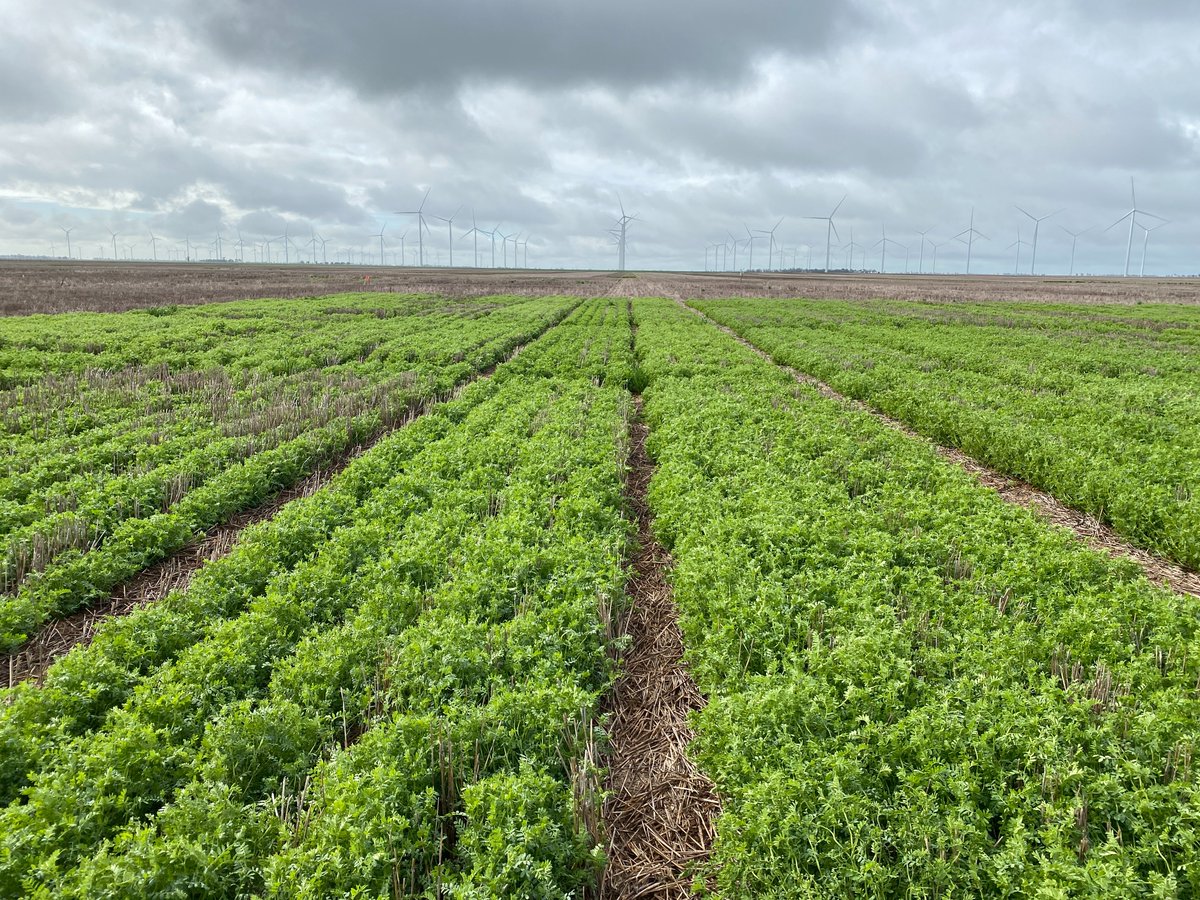 Back in full swing. The Annual Wimmera Pulse Field Day, Tues Oct 25, just north of Kalkee. Chickpea burgers will be back with free BBQ. New varieties on display with agonomy and marketing discussions. <a href="/mawalagedera/">Sundara Mawalagedera</a> <a href="/theGRDC/">GRDC</a> <a href="/farmer_dj/">David Jochinke</a> 
Register here: bit.ly/3SXEICU