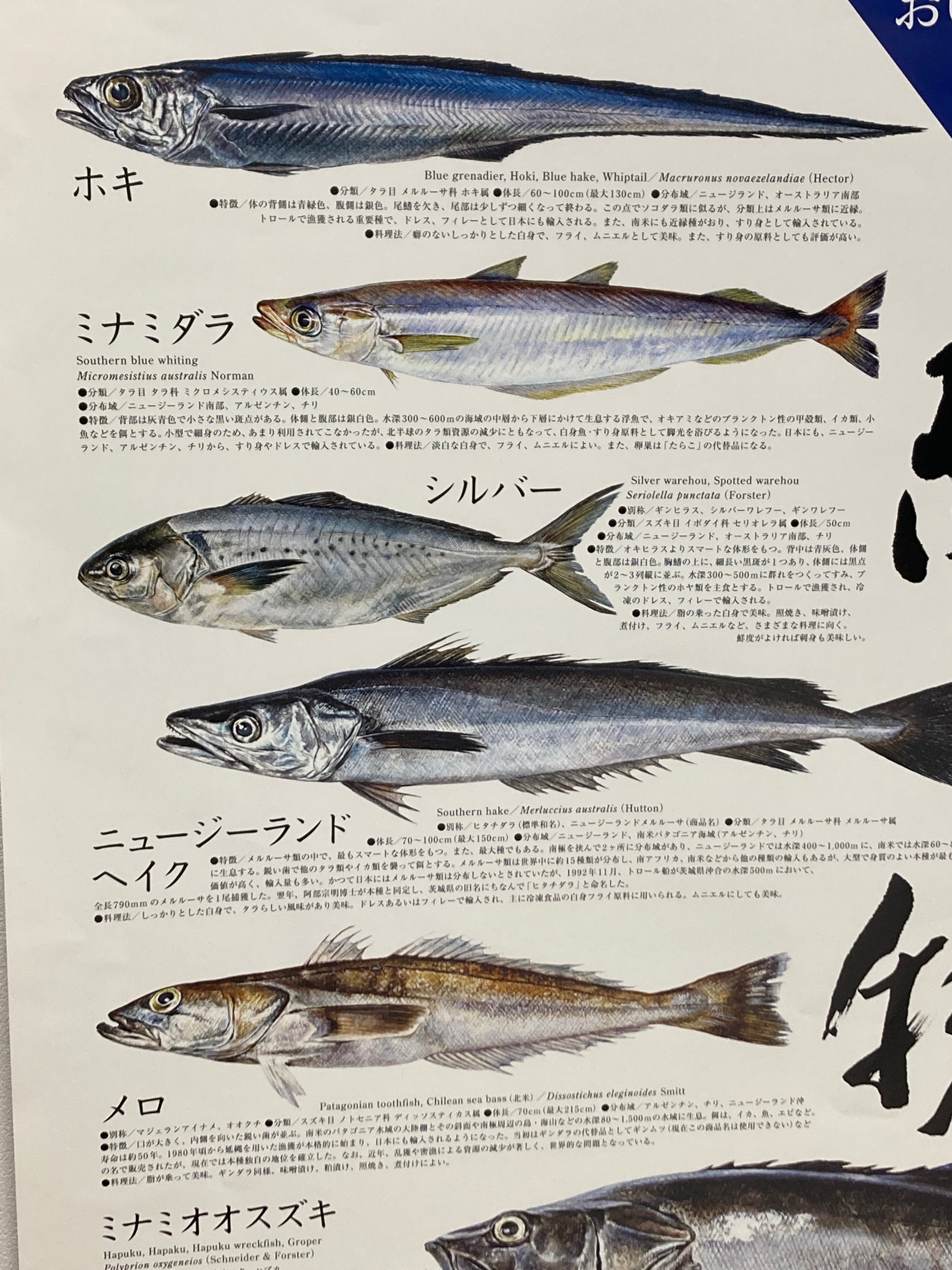外務省漁業室 そこでこのように 境界を越えて行動する水産資源の管理には 国を超えたルールが必要になります マグロ カツオなど高度回遊性魚類資源 左 と タラなどストラドリング魚類資源 右 T Co Sga2dzr2q0 Twitter