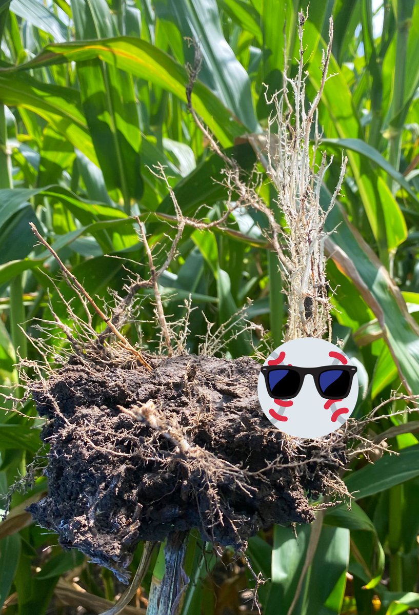 farmerfouch's tweet photo. Found some Ricky “Wild Thing”Vaughn syndrome scouting corn yesterday 😵💫😖🌽 @ChannelSeed #FCUS https://t.co/5GDFcMyAeo