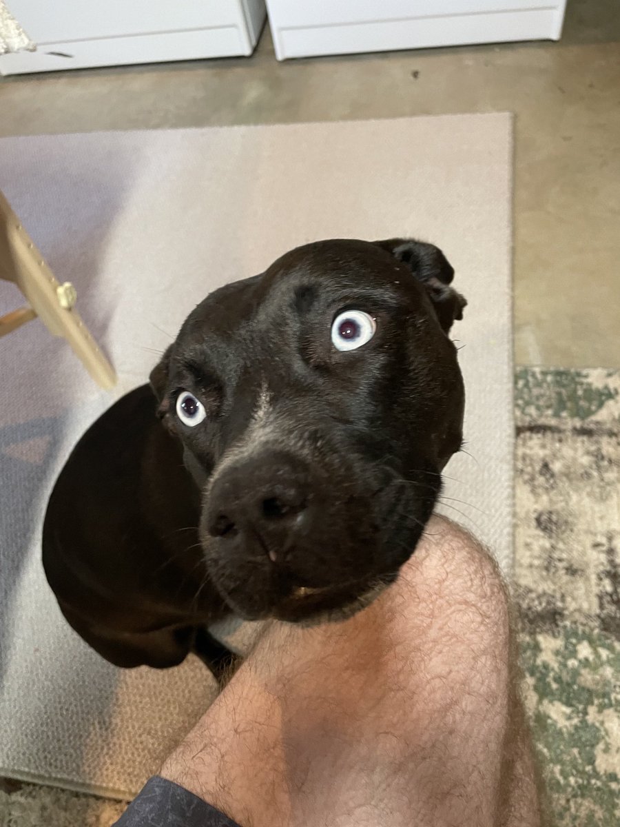 mtarchis7's tweet photo. @puppiesDoglover https://t.co/vJMdEUsUO8