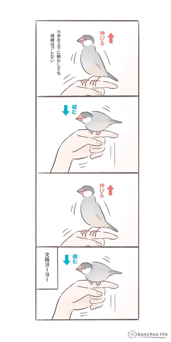 文鳥ヨーヨー🪀
#文鳥
#bunchoslife 